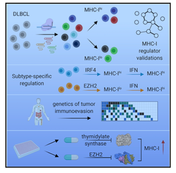 CCR Office of Scientific Development > Selected Highlights of Previous FLEX Awards > DLBCL_regulation.png