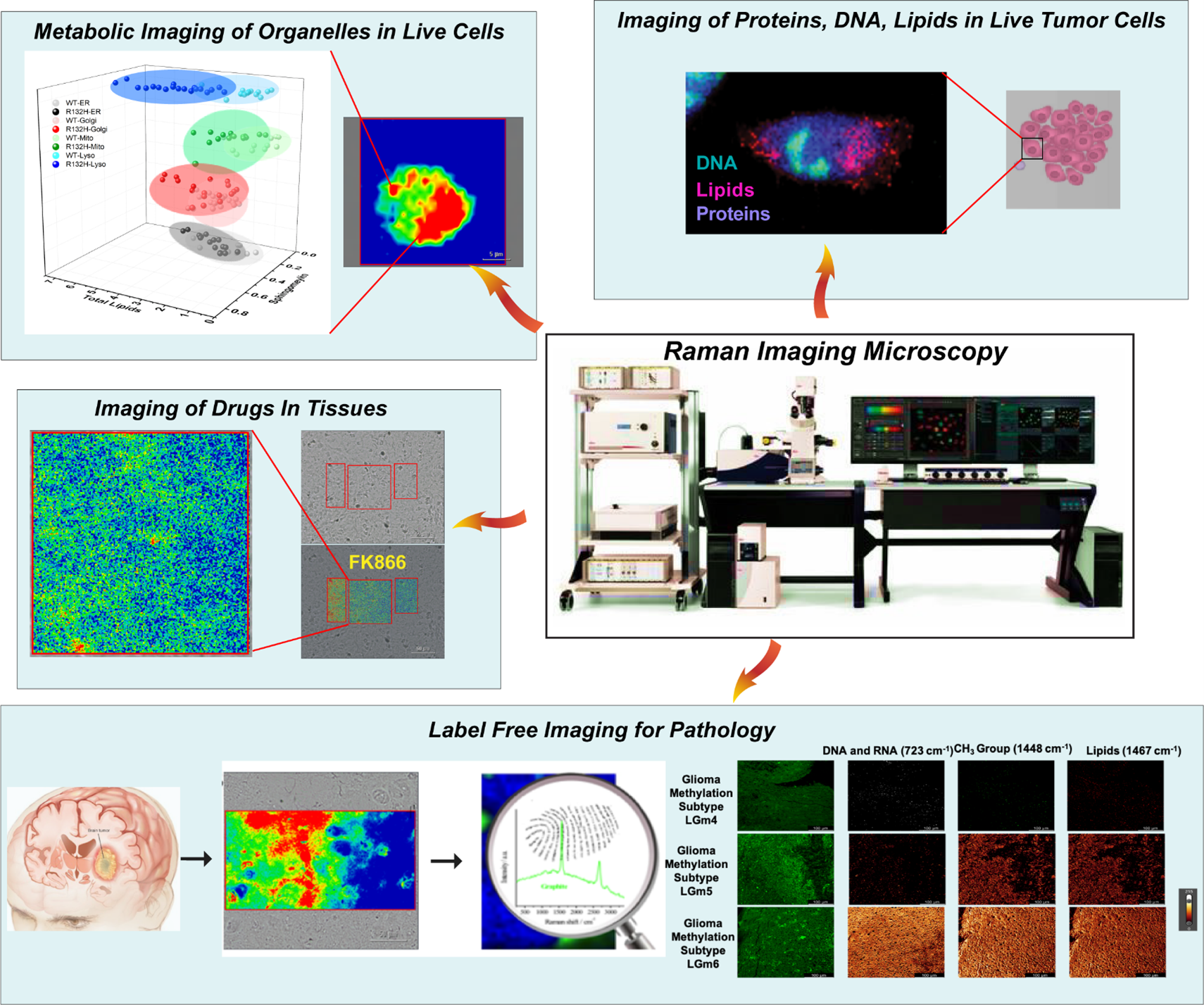 CCR Office of Scientific Development > Selected Highlights of Previous FLEX Awards > Metabolic_Imaging_Organelles.png