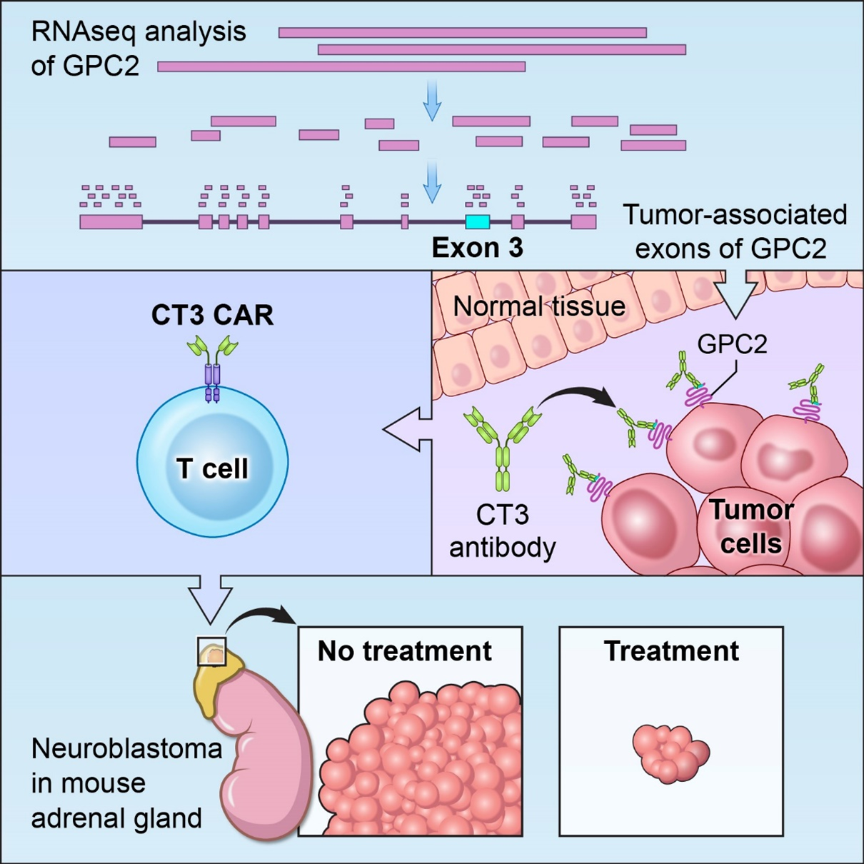 CCR Office of Scientific Development > Selected Highlights of Previous FLEX Awards > Neuroblastoma_RNAseq_Analysic.png