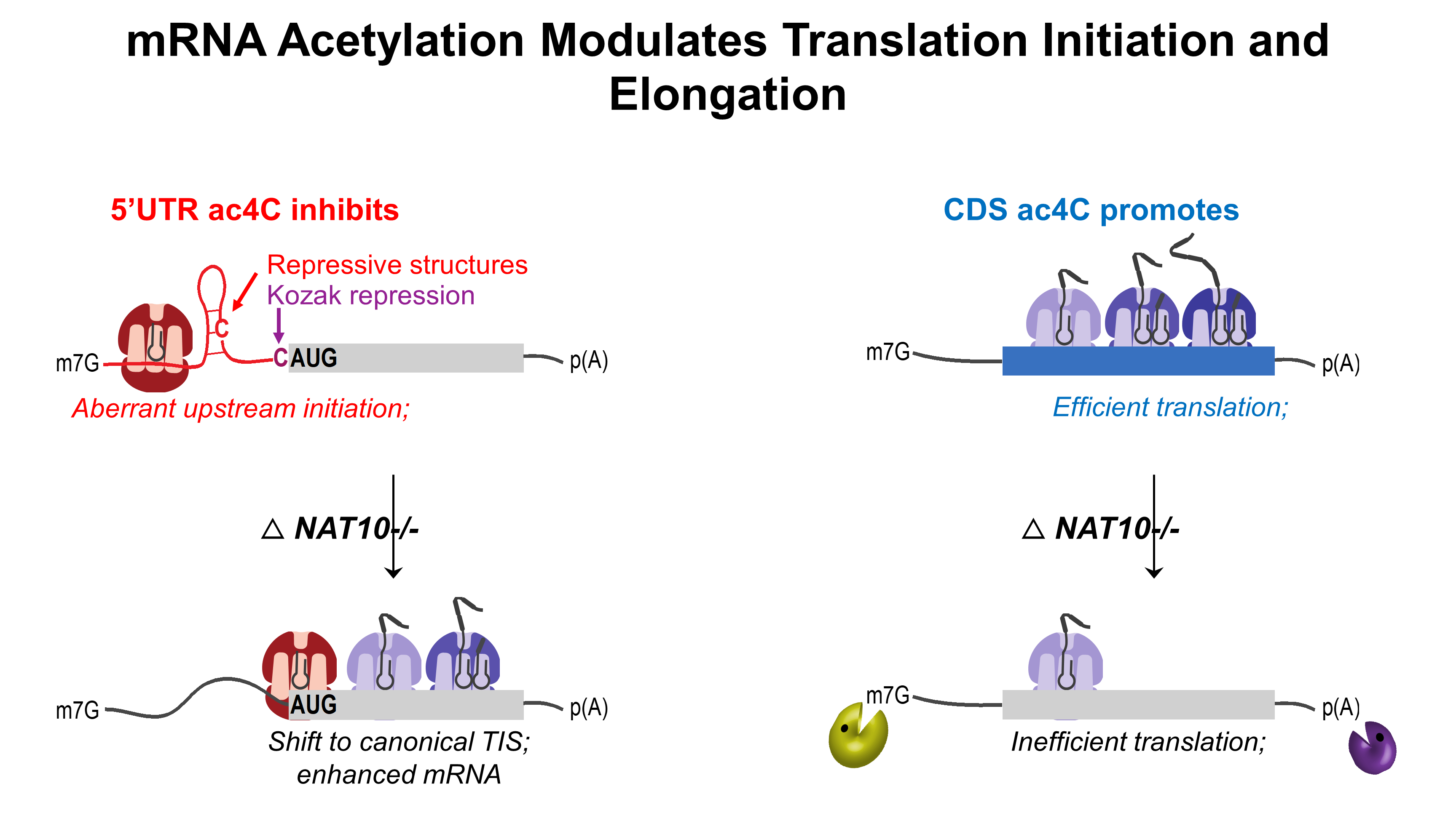 CCR Office of Scientific Development > Selected Highlights of Previous FLEX Awards > mRNA_Acetylation.png